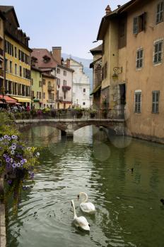 Swans in canal in Annecy in France.  Also named la petite venise des alpes with his canal and turquoise water.  Only swans in focus.