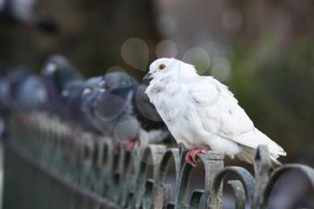 White pigeon standing in a row on a fence