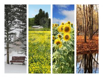 Collage with 4 pictures showing four seasons