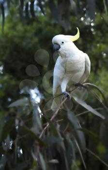 Cockatoo standing on a branch in a tree in Australia