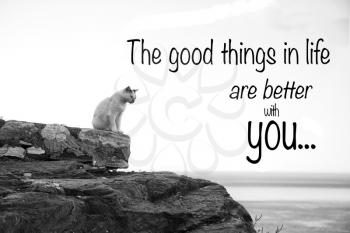 Inspirational quote saying the good things in life are better with you with a lonely cat.  Picture in black and white.