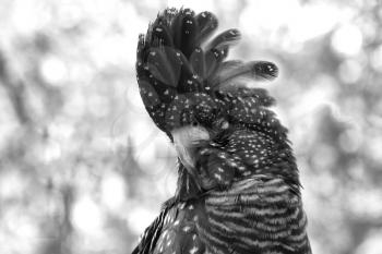Close up of a red-tailed black cockatoo in black and White