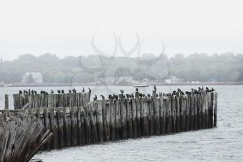 Cormorants standing on old wooden pier in the ocean in Prince edward island in Canada