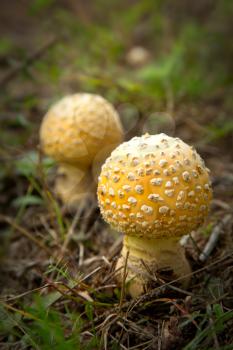 Amanita muscaria, commonly known as the fly agaric or fly amanita, is a mushroom and this one is yellow.
