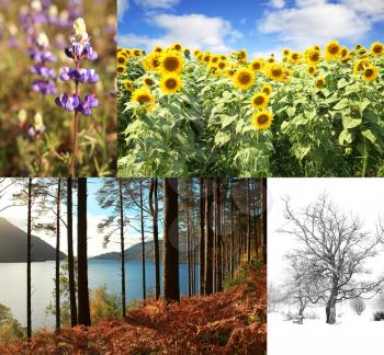 Collage of four pictures. One for each season, spring, summer, fall and winter